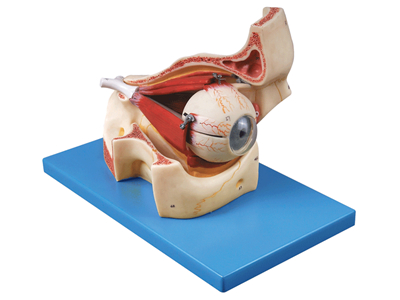 眼球与眼眶放大模型