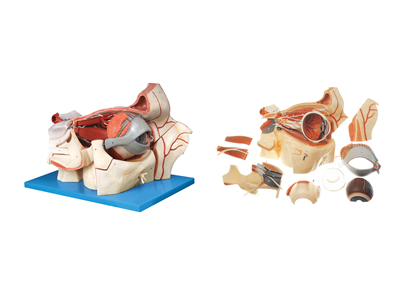 眼球与眼眶附血管神经放大模型