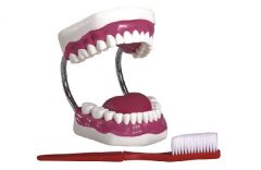 高级牙保健护理模型
