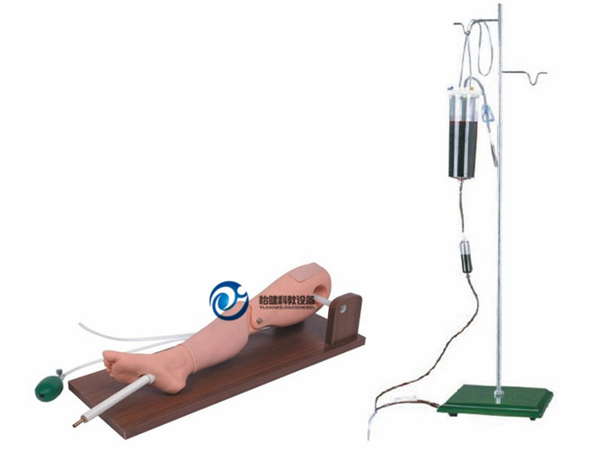 骨穿刺及股静脉穿刺模型