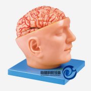 头部附脑和动脉模型