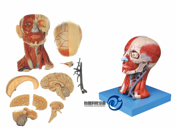 头颈部肌肉、血管附脑模型
