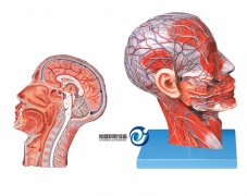 头部正中矢状切面附血管神经模型