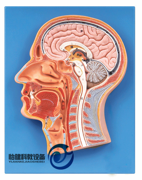 头部正中矢状切面模型