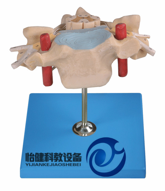 颈椎附脊髓和脊神经放大模型