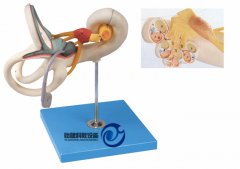 内耳迷路放大模型