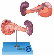 胰、十二指肠和脾模型