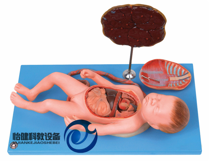 胎盘脐带与胎儿附内脏模型