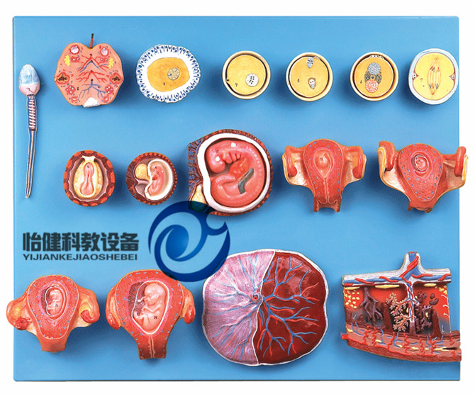 受精与早期胚胎发育过程模型