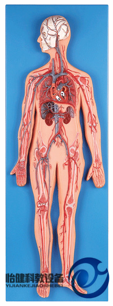 血液循环模型