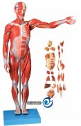 人体全身肌肉附内脏模型(缩小模型)