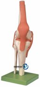功能型膝关节模型