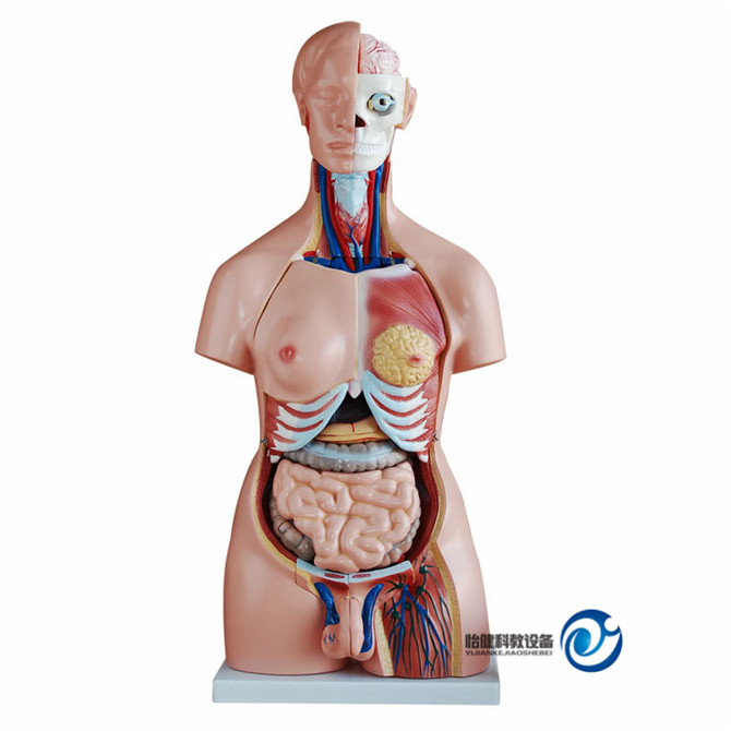 两性互换躯干模型85cm(40件)