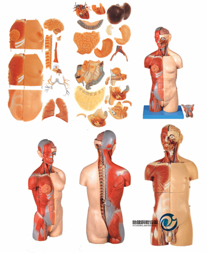 男性、女性外两性互换肌肉内脏背部开放式头颈躯干模型