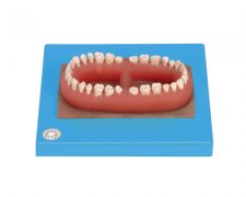 成人牙模型总汇（32颗牙）